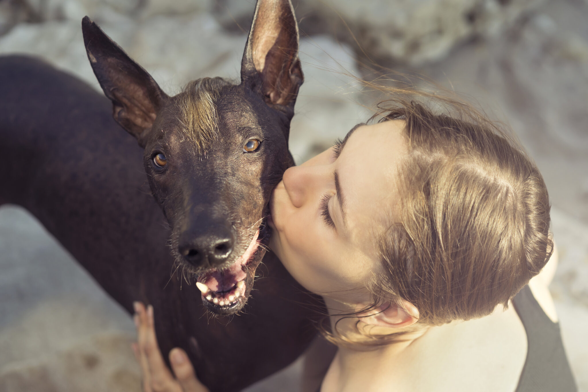 Beautiful young girl kissing her dog breed xoloitzcuintle, summer on a stony beach at sunset
