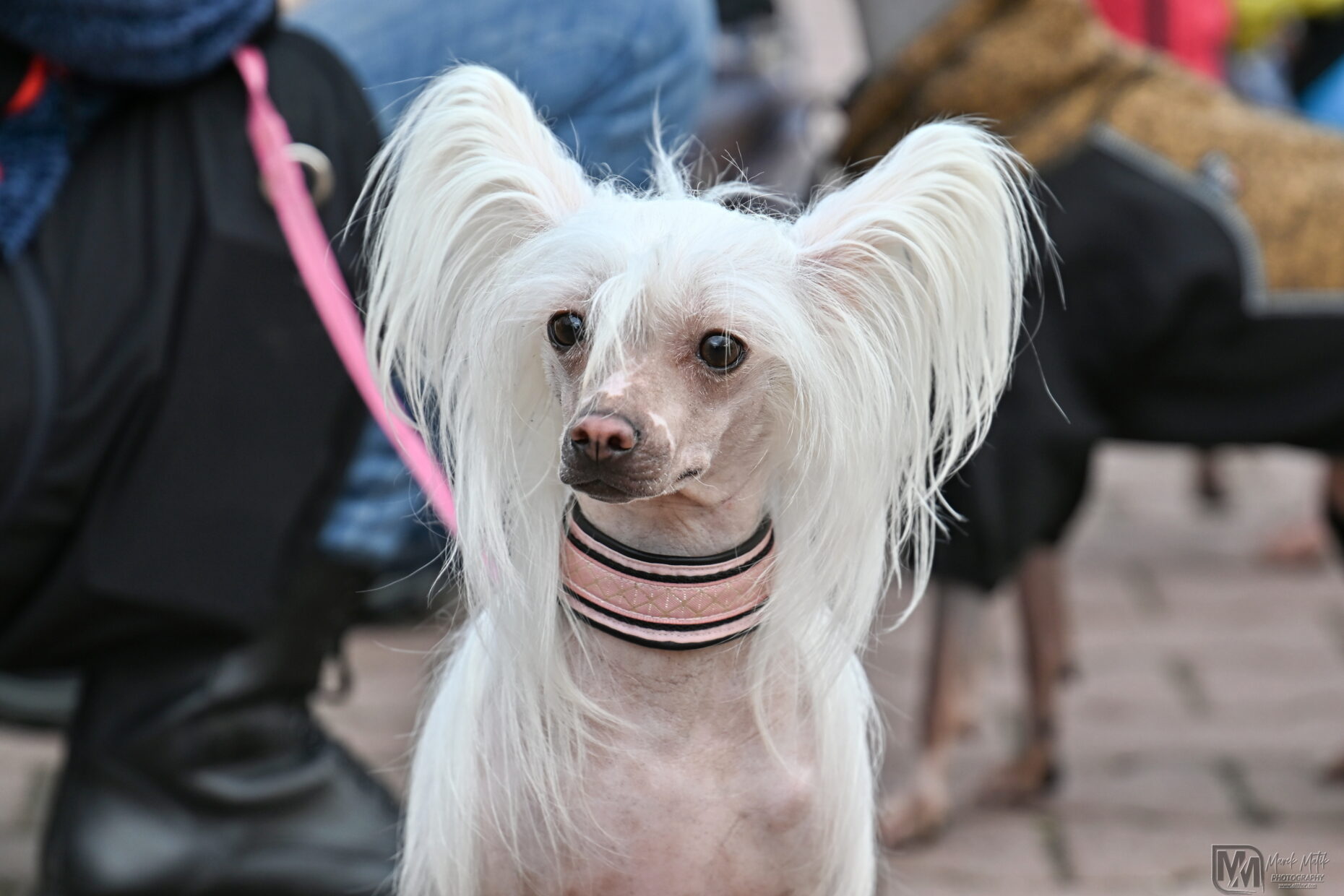 I love naked Procházky bezsrstých plemen psů americký bezsrstý teriér peruánský naháč mexický naháč čínský chocholatý pes