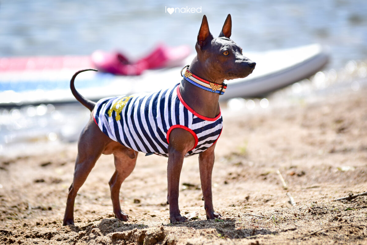 víkend bezsrstých plemen psů, víkend naháčů, i love naked, dog on paddleboard