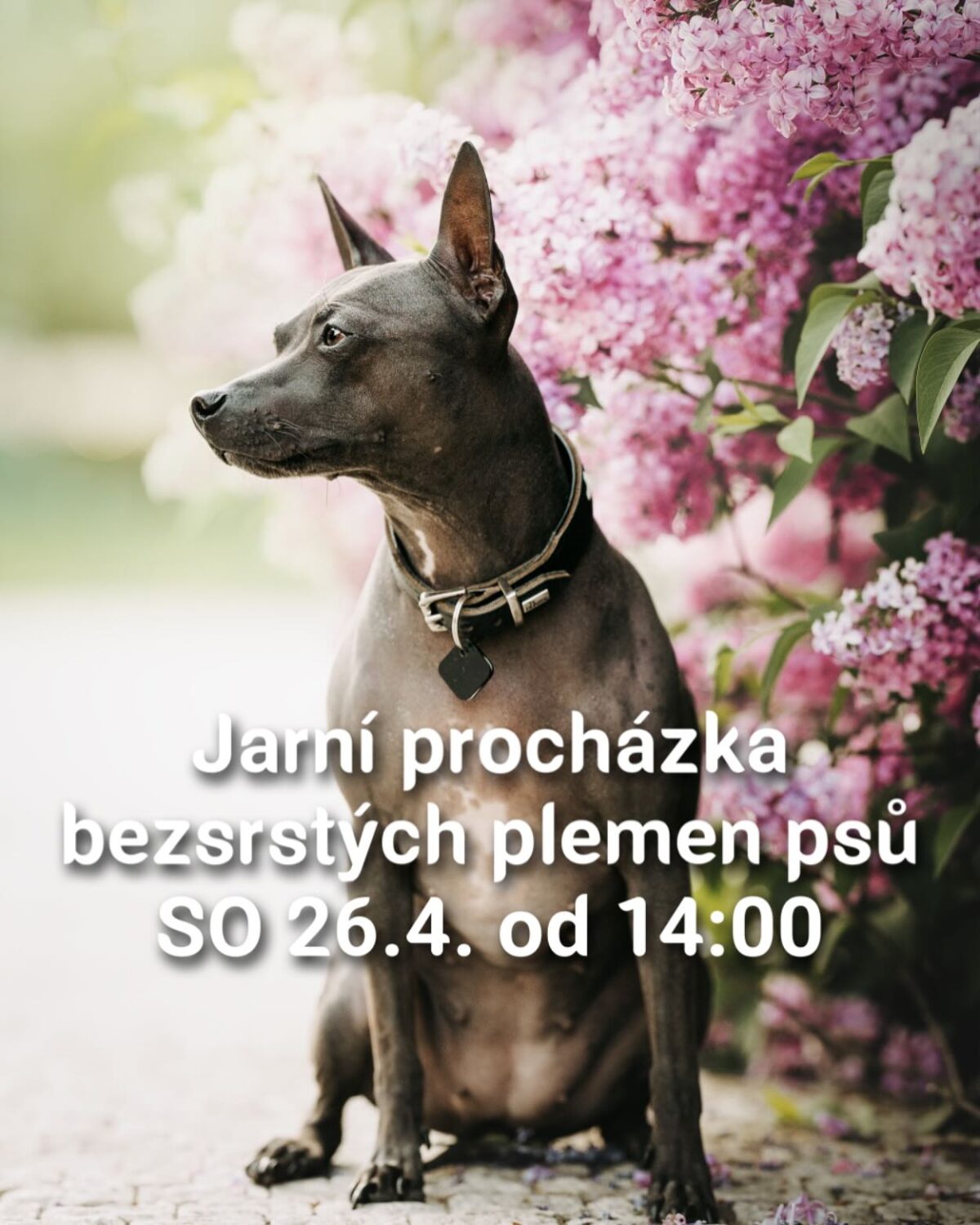 Jarní procházka bezsrstých plemen psů